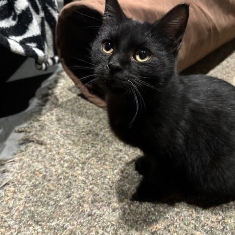 Enlarge Burdock, a ADOPTABLE Domestic Short Hair in Hudsonville, MI image 1/2