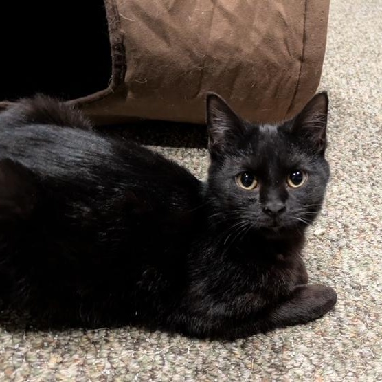 Enlarge Burdock, a ADOPTABLE Domestic Short Hair in Hudsonville, MI image 2/2