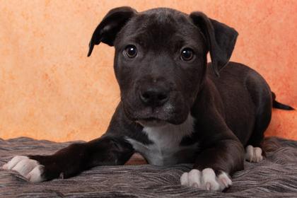 Romero, Adoptable, Puppy Male American Staffordshire Terrier & Mixed Breed.