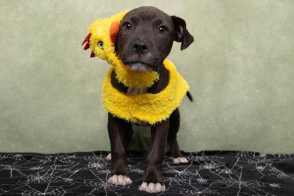 Enlarge Romero, a Adoptable mixed breed in Greenville, SC image 2/2