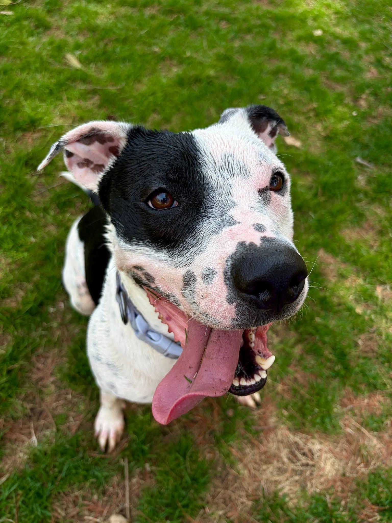 Enlarge Marina, a Adoptable mixed breed in INDIANAPOLIS, IN image 6/6