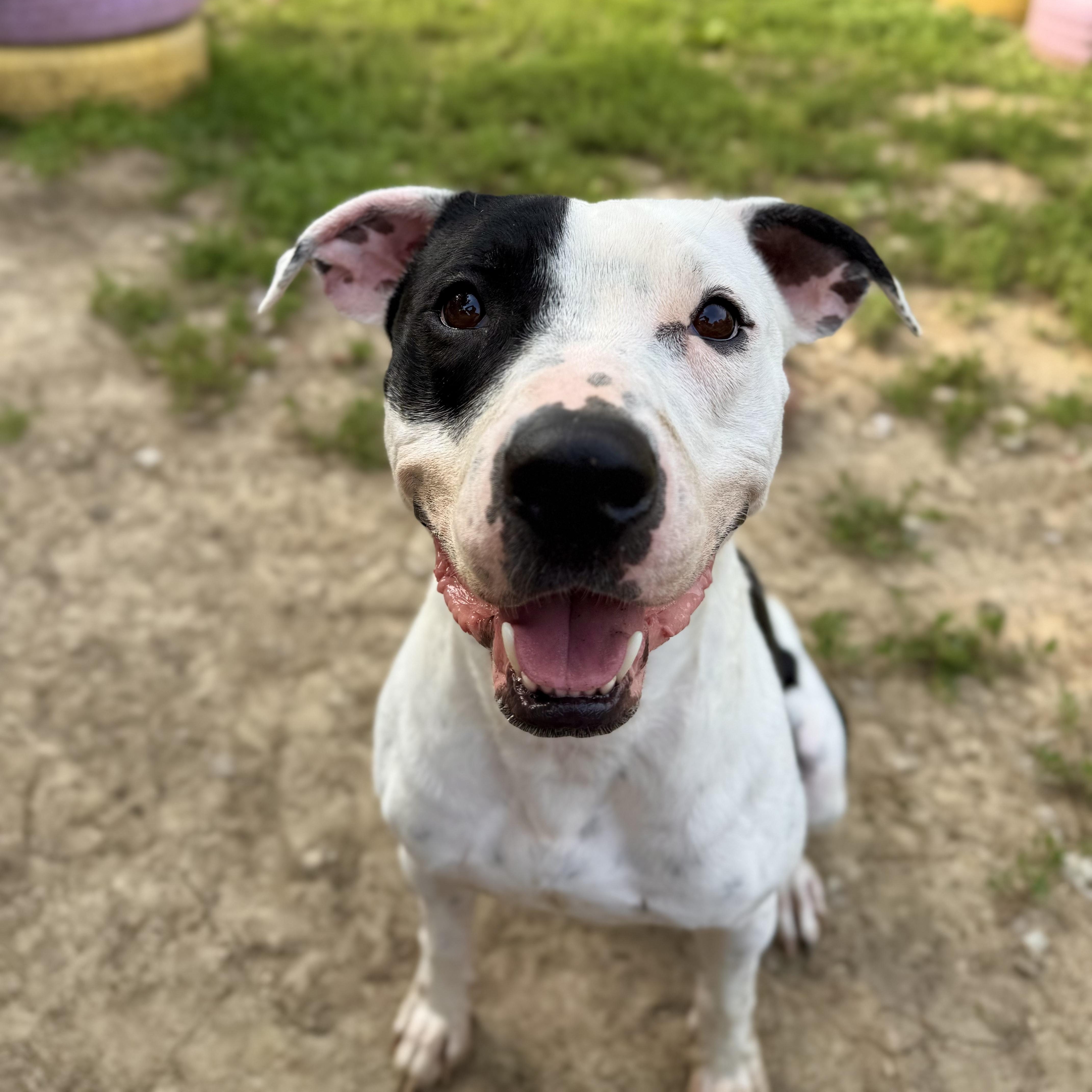 Marina, a Adoptable mixed breed in INDIANAPOLIS, IN image 3/6