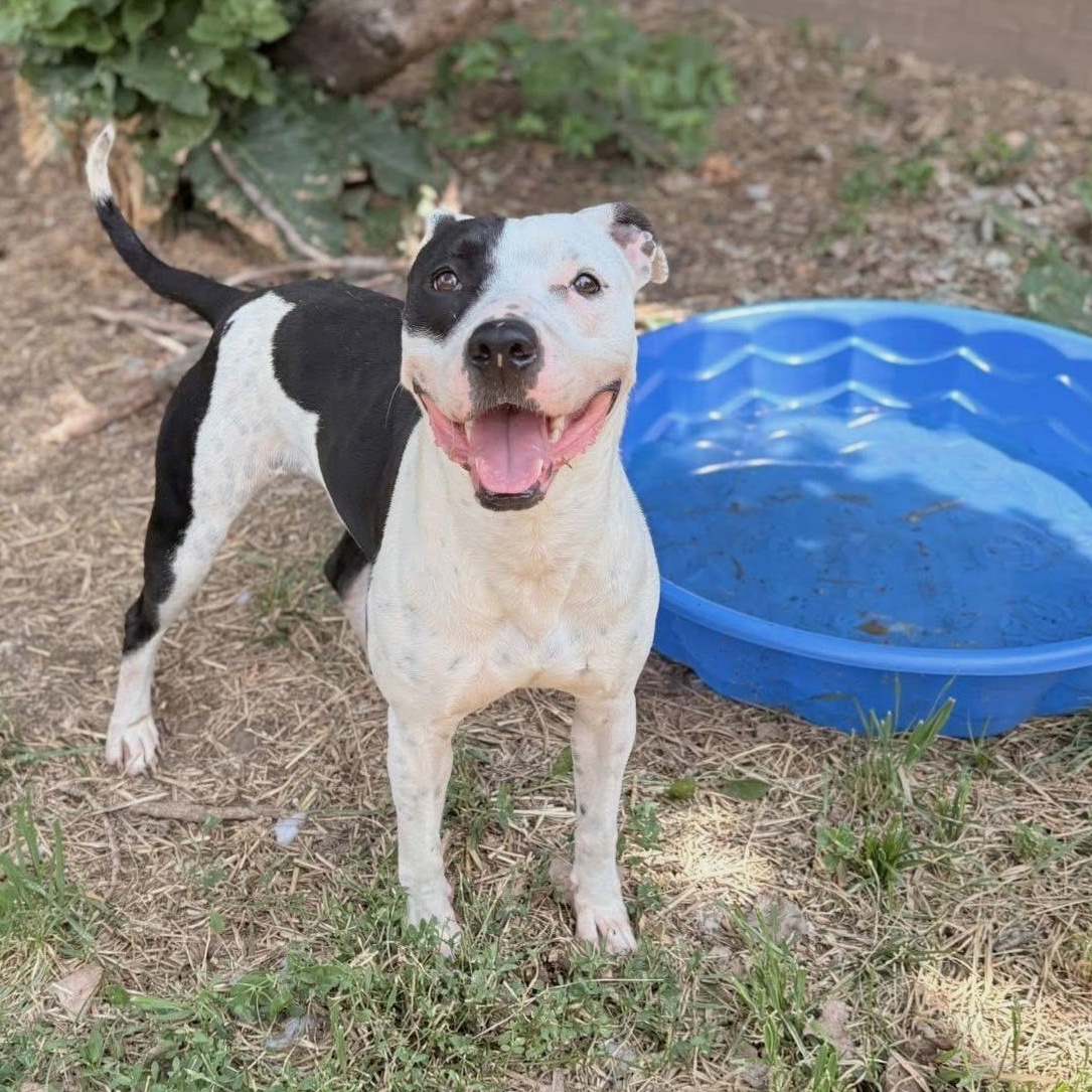 Marina, a Adoptable mixed breed in INDIANAPOLIS, IN image 4/6