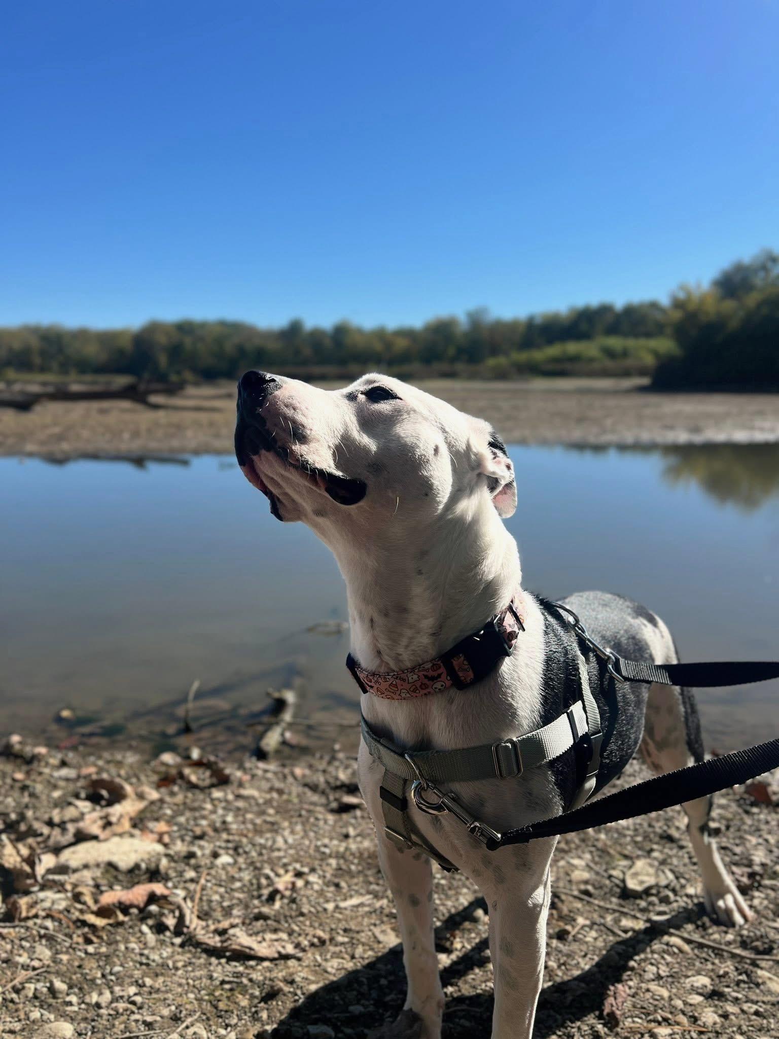Marina, a Adoptable mixed breed in INDIANAPOLIS, IN image 5/6