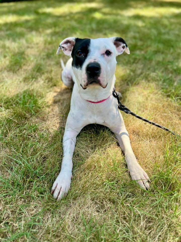 Marina, Adoptable, Adult Female Pit Bull Terrier.