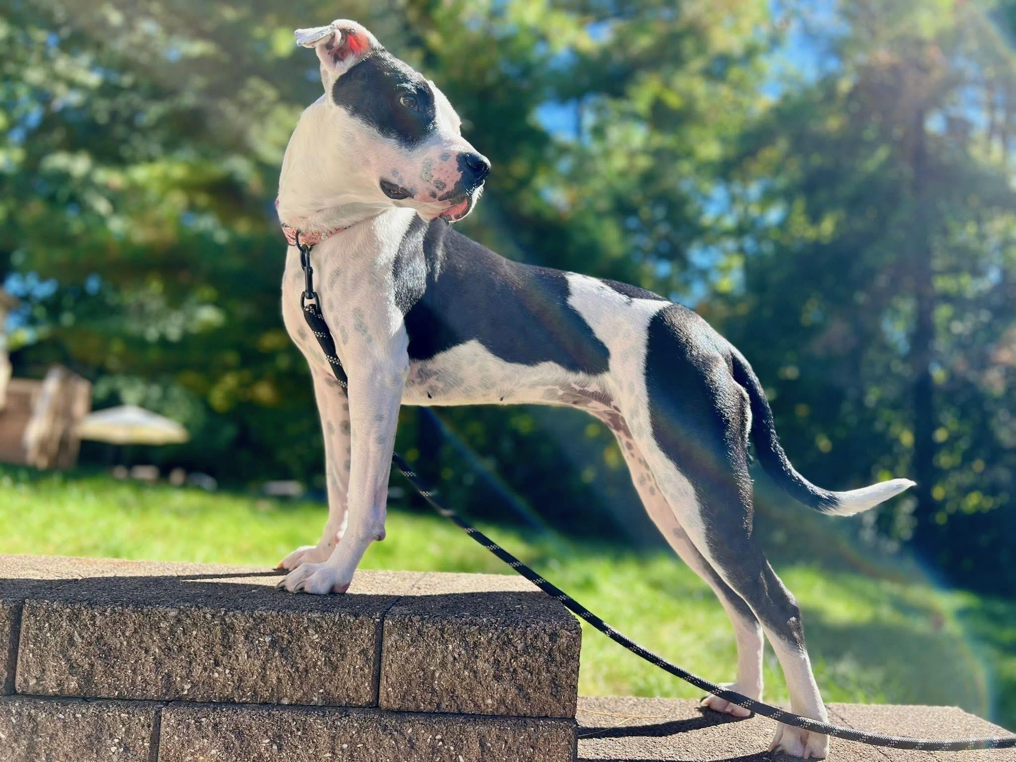 Marina, a Adoptable mixed breed in INDIANAPOLIS, IN image 6/6