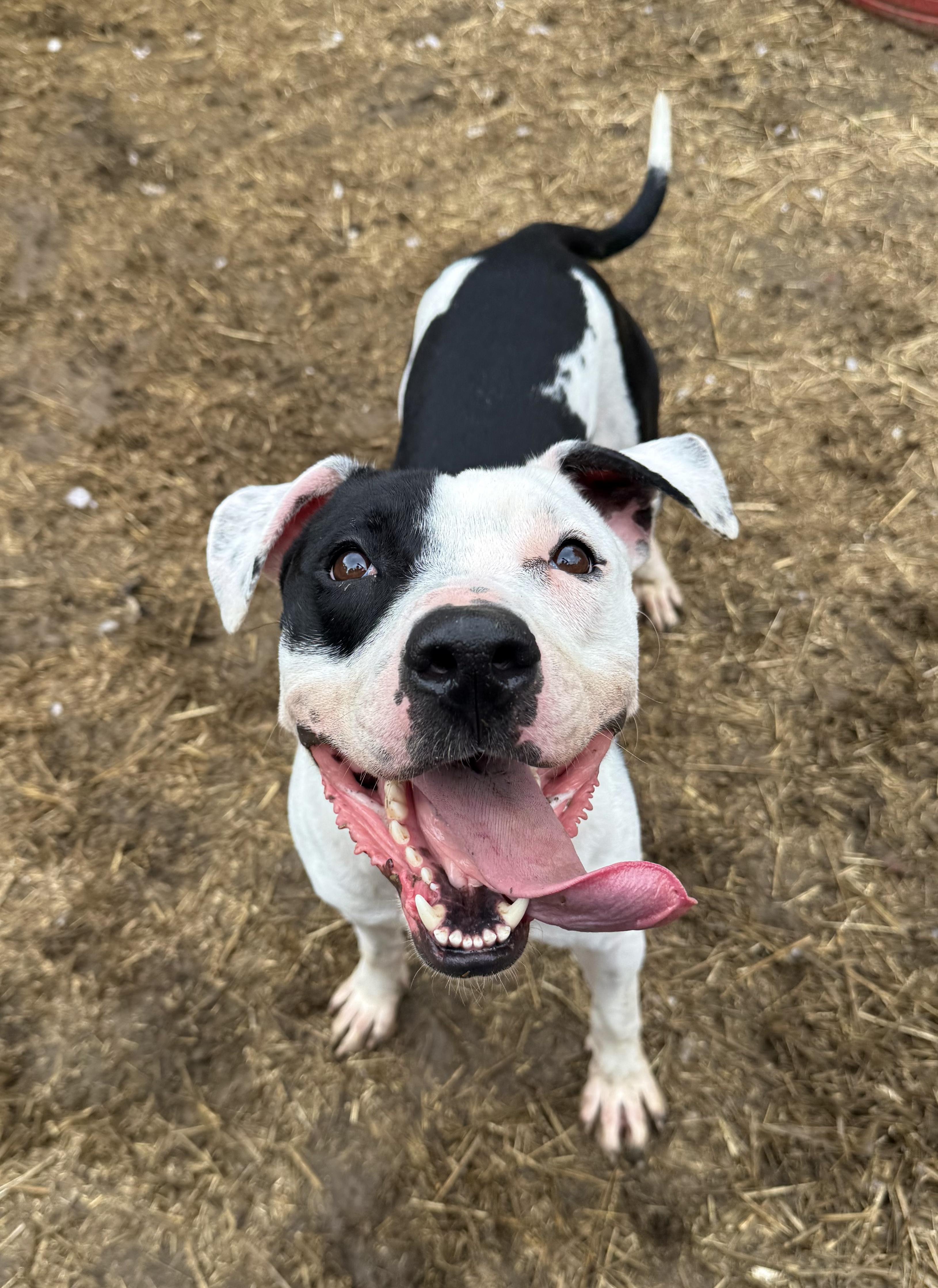 Marina, a Adoptable mixed breed in INDIANAPOLIS, IN image 1/6