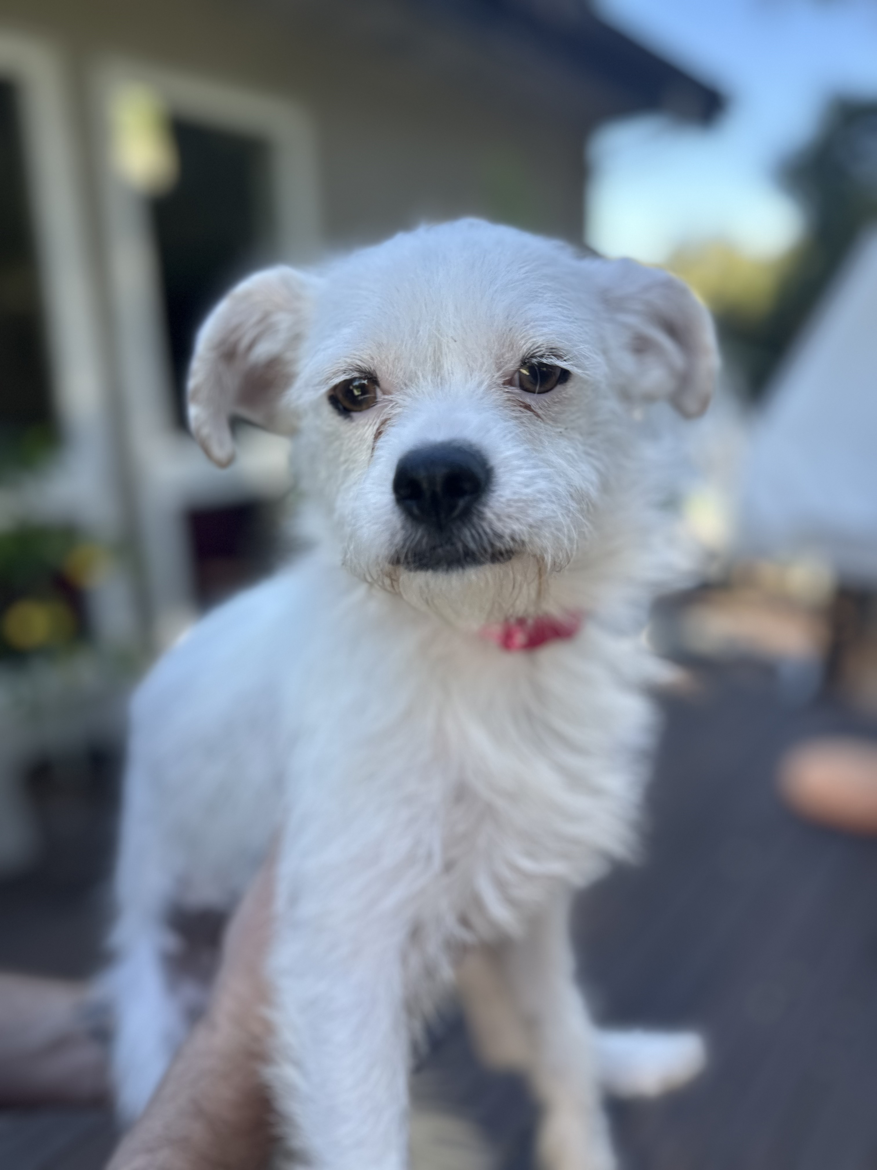Dog for adoption GIGI, a West Highland White Terrier / Westie