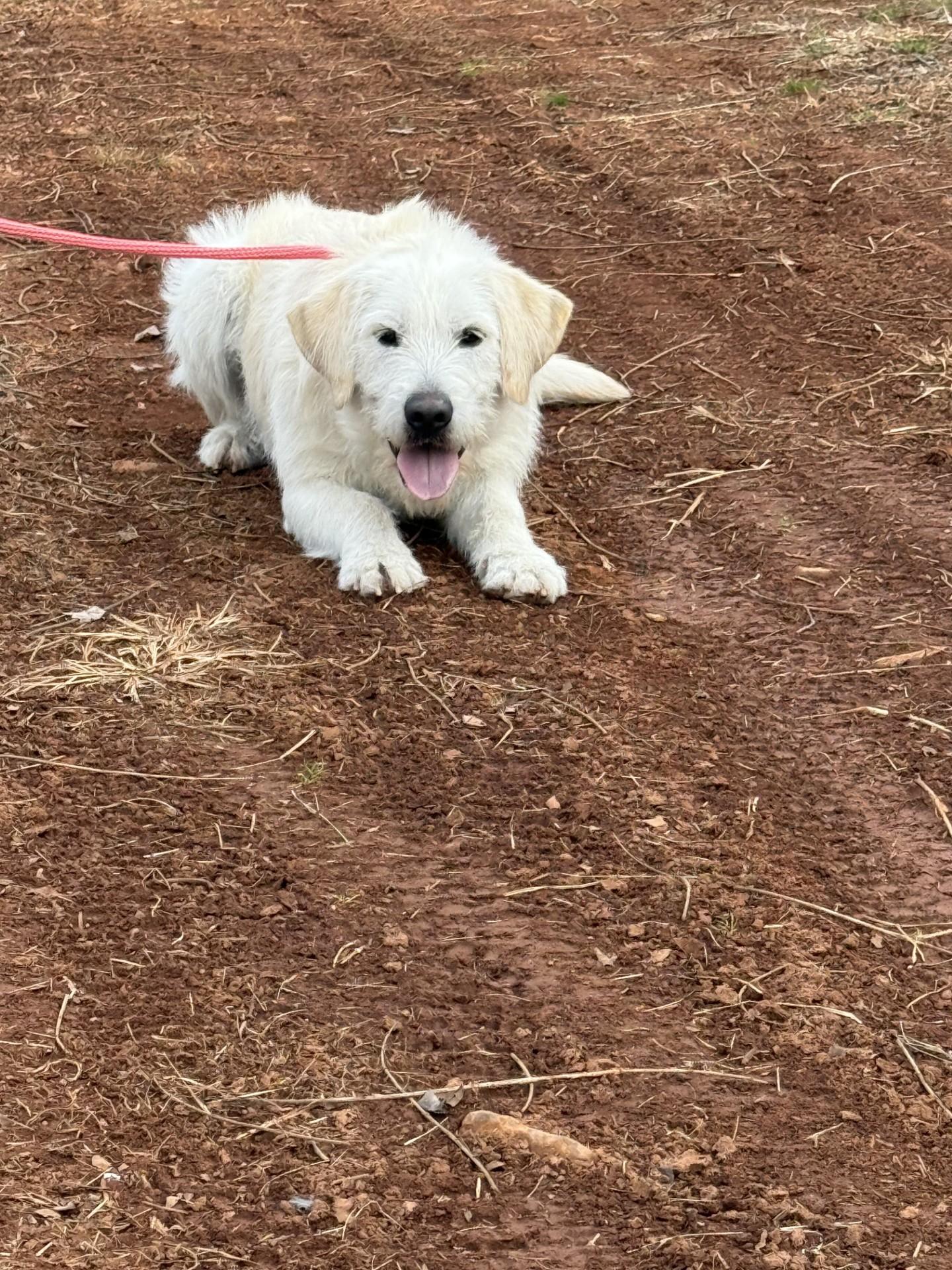 Enlarge Belker, a ADOPTABLE Goldendoodle in Salisbury, NC image 2/4