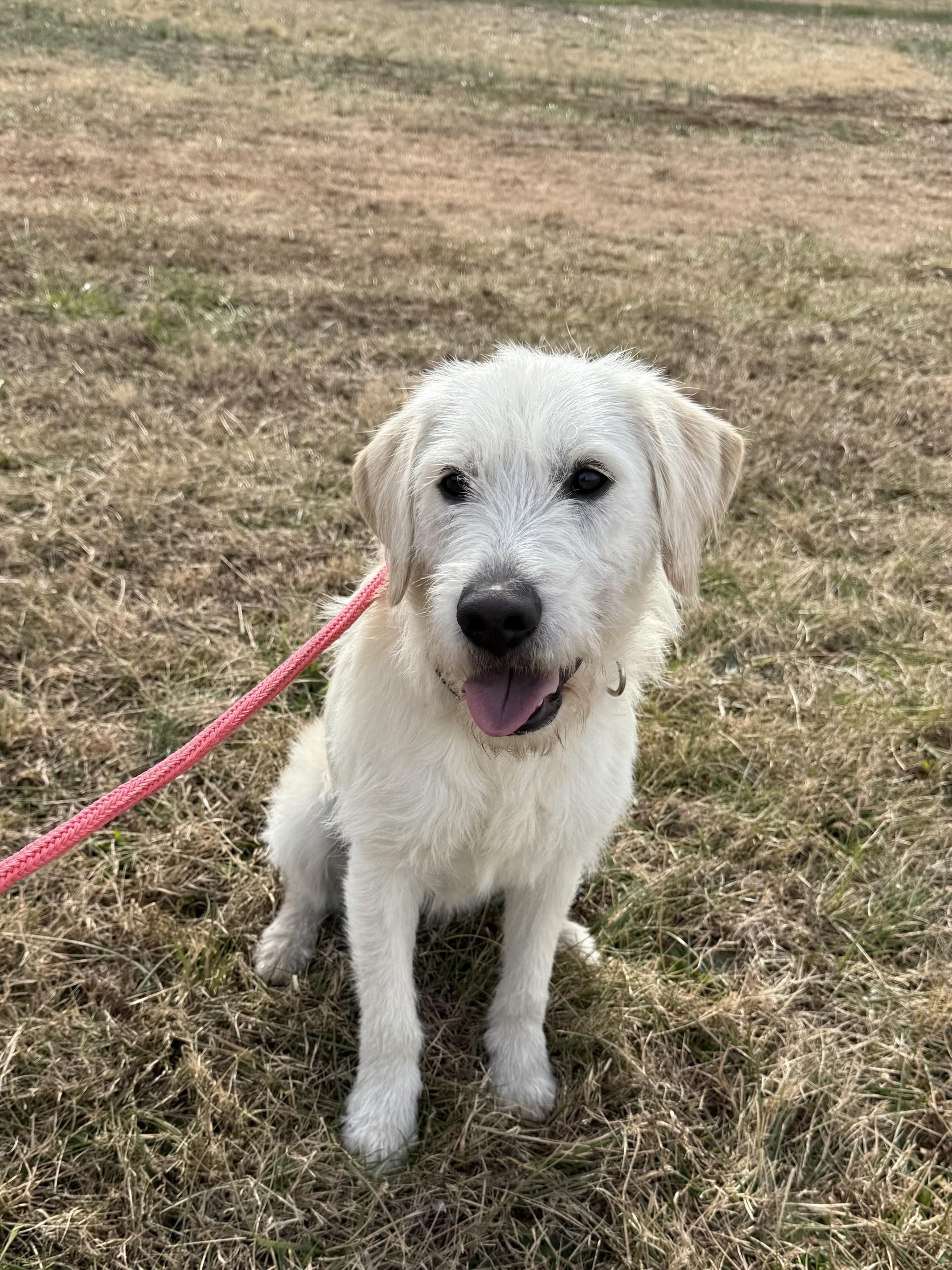 Enlarge Belker, a ADOPTABLE Goldendoodle in Salisbury, NC image 3/4