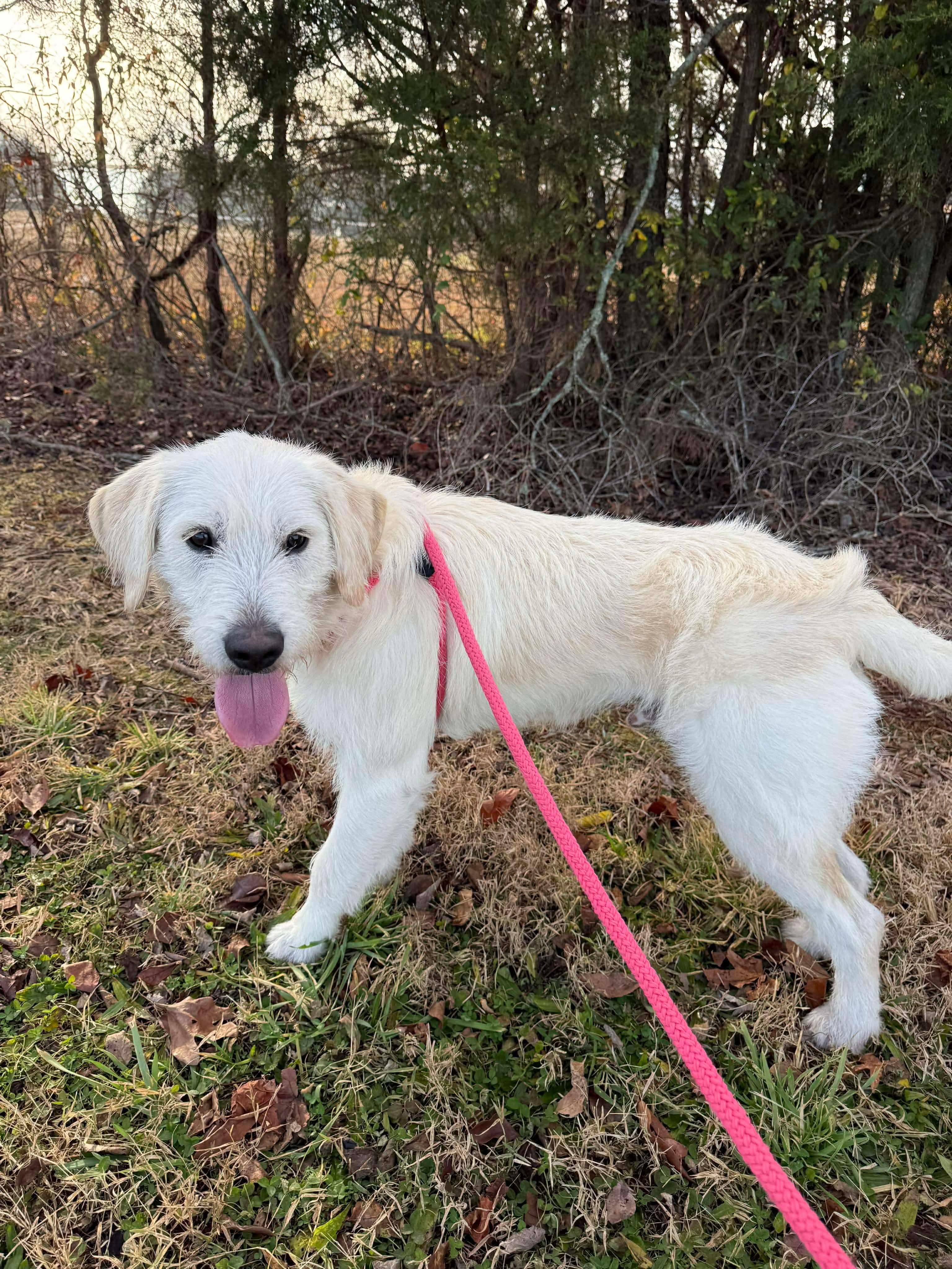 Belker, ADOPTABLE, Young Male Goldendoodle.