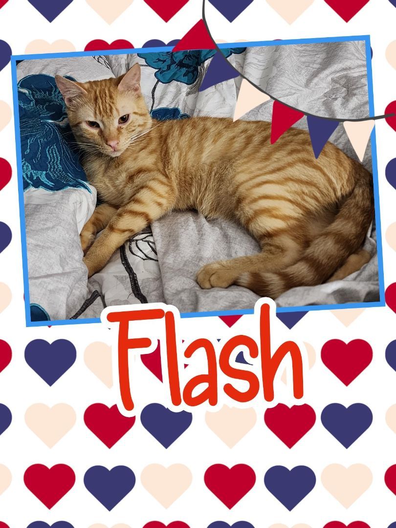 Flash, Adoptable, Kitten Male American Shorthair.