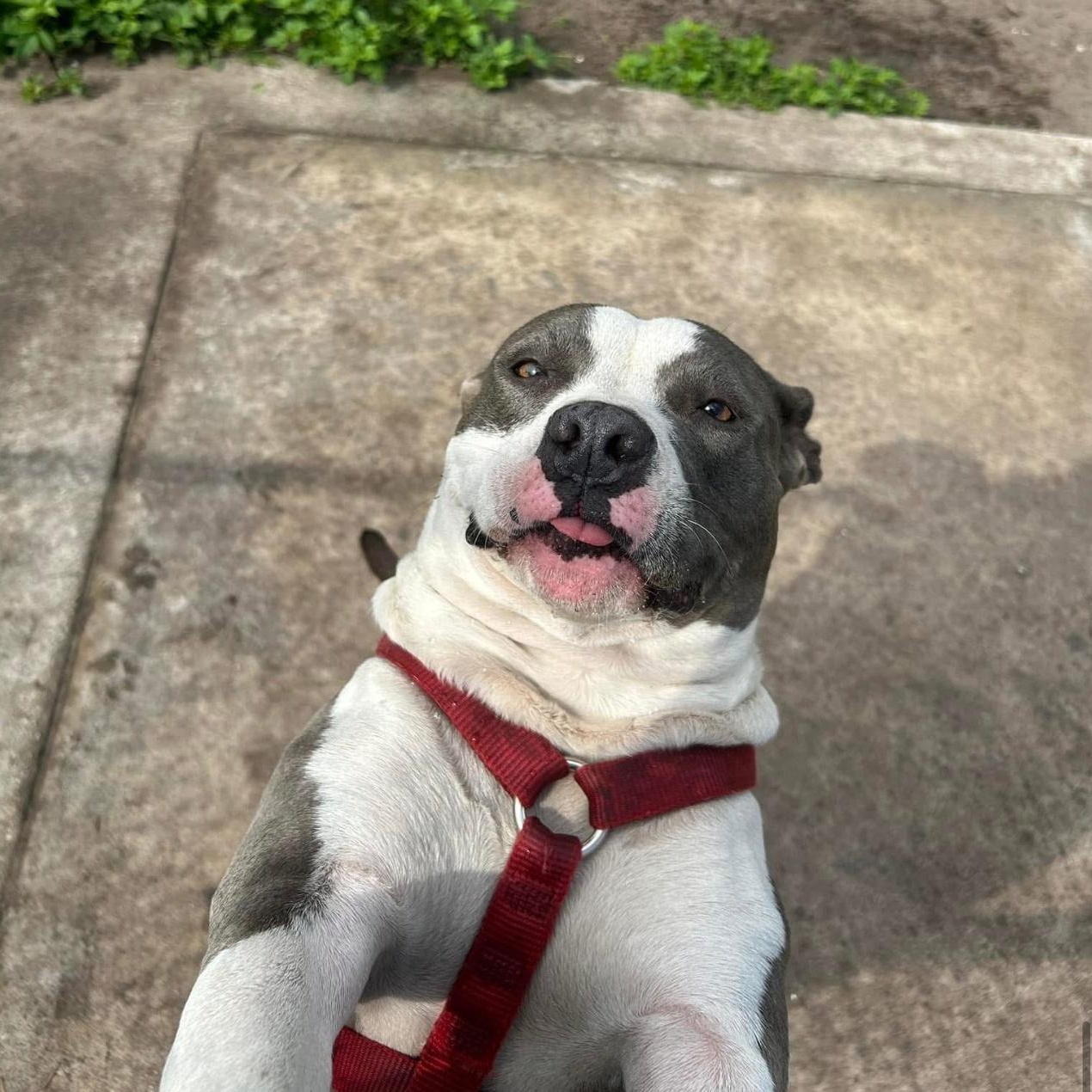 Jade, a Adoptable American Staffordshire Terrier in Sebring, FL image 4/6