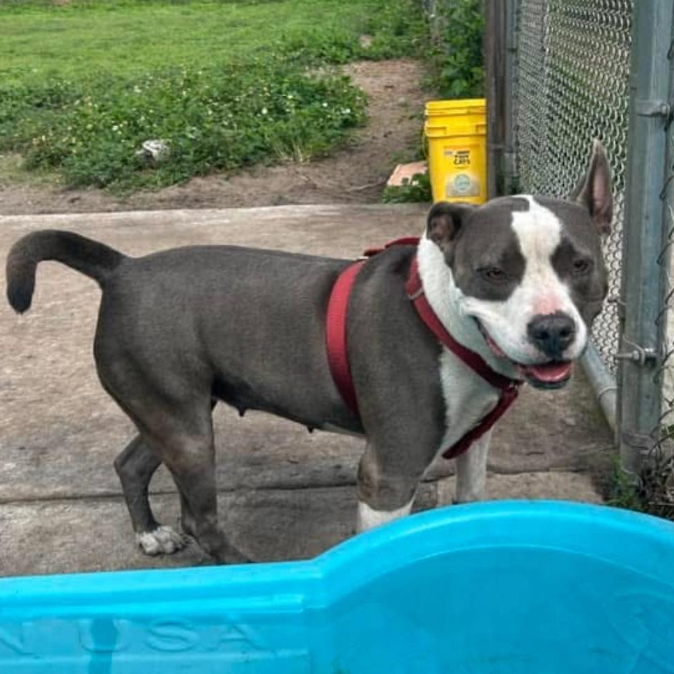 Jade, a Adoptable American Staffordshire Terrier in Sebring, FL image 2/6