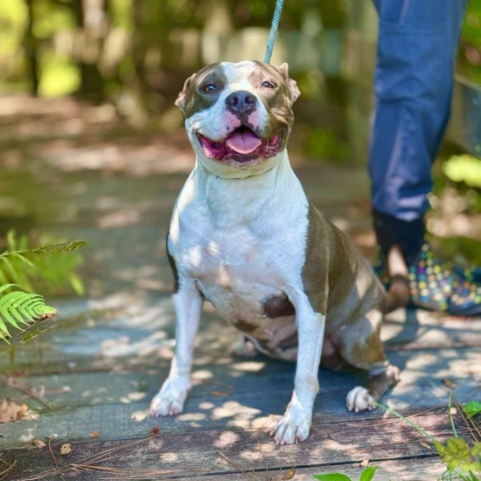 Jade, a Adoptable American Staffordshire Terrier in Sebring, FL image 3/6