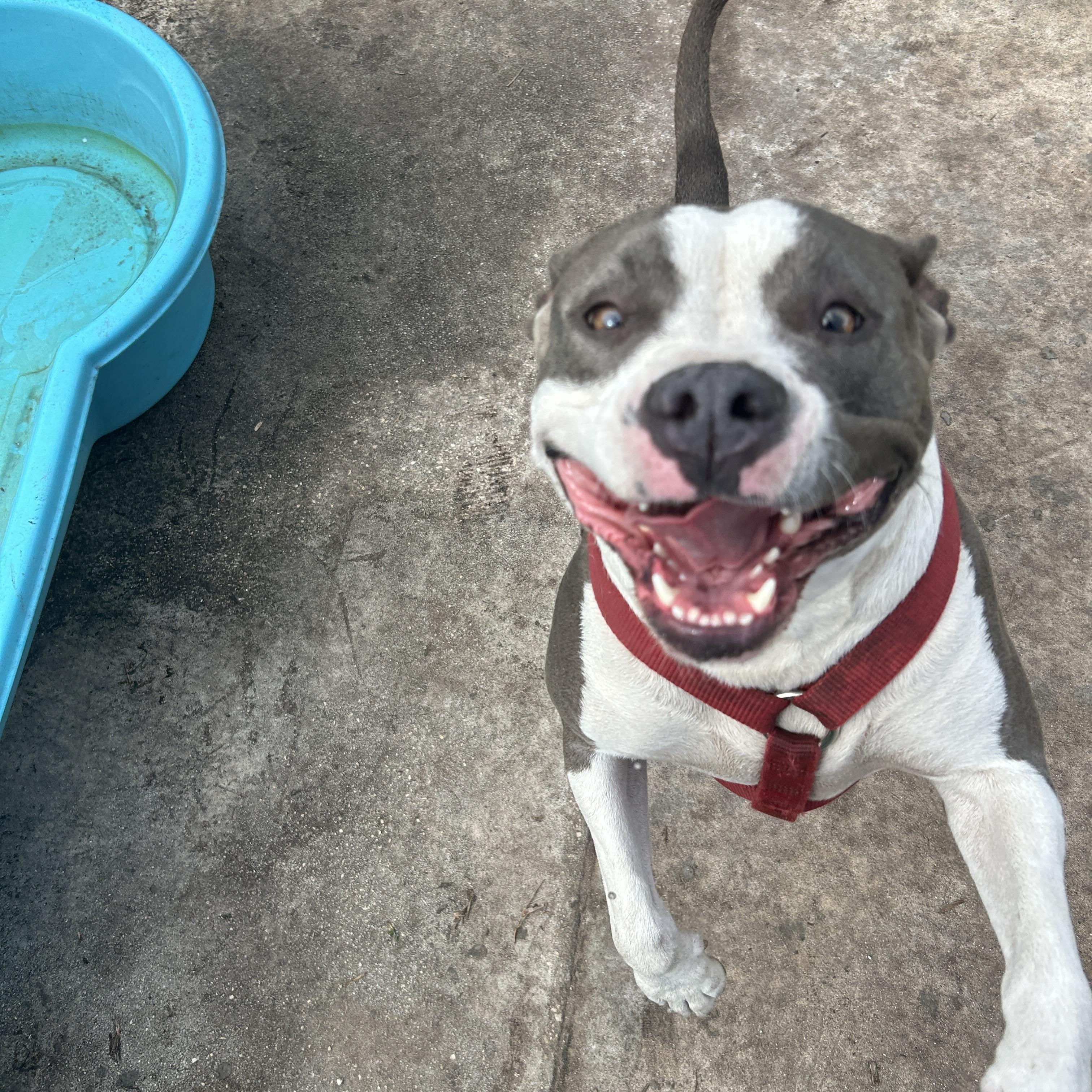 Jade, a Adoptable American Staffordshire Terrier in Sebring, FL image 6/6