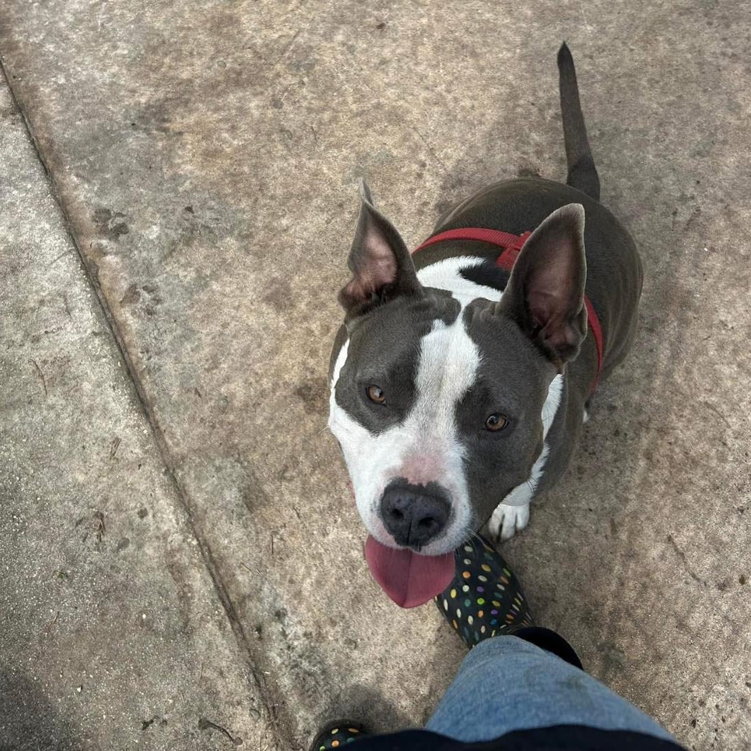 Jade, a Adoptable American Staffordshire Terrier in Sebring, FL image 5/6