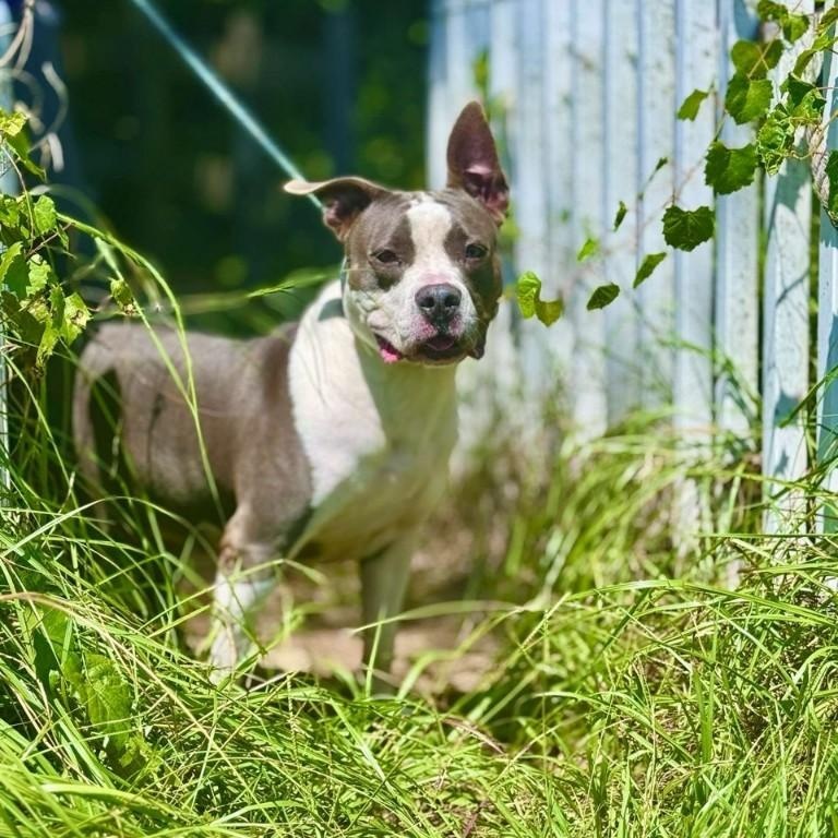 Jade, a Adoptable American Staffordshire Terrier in Sebring, FL image 1/6