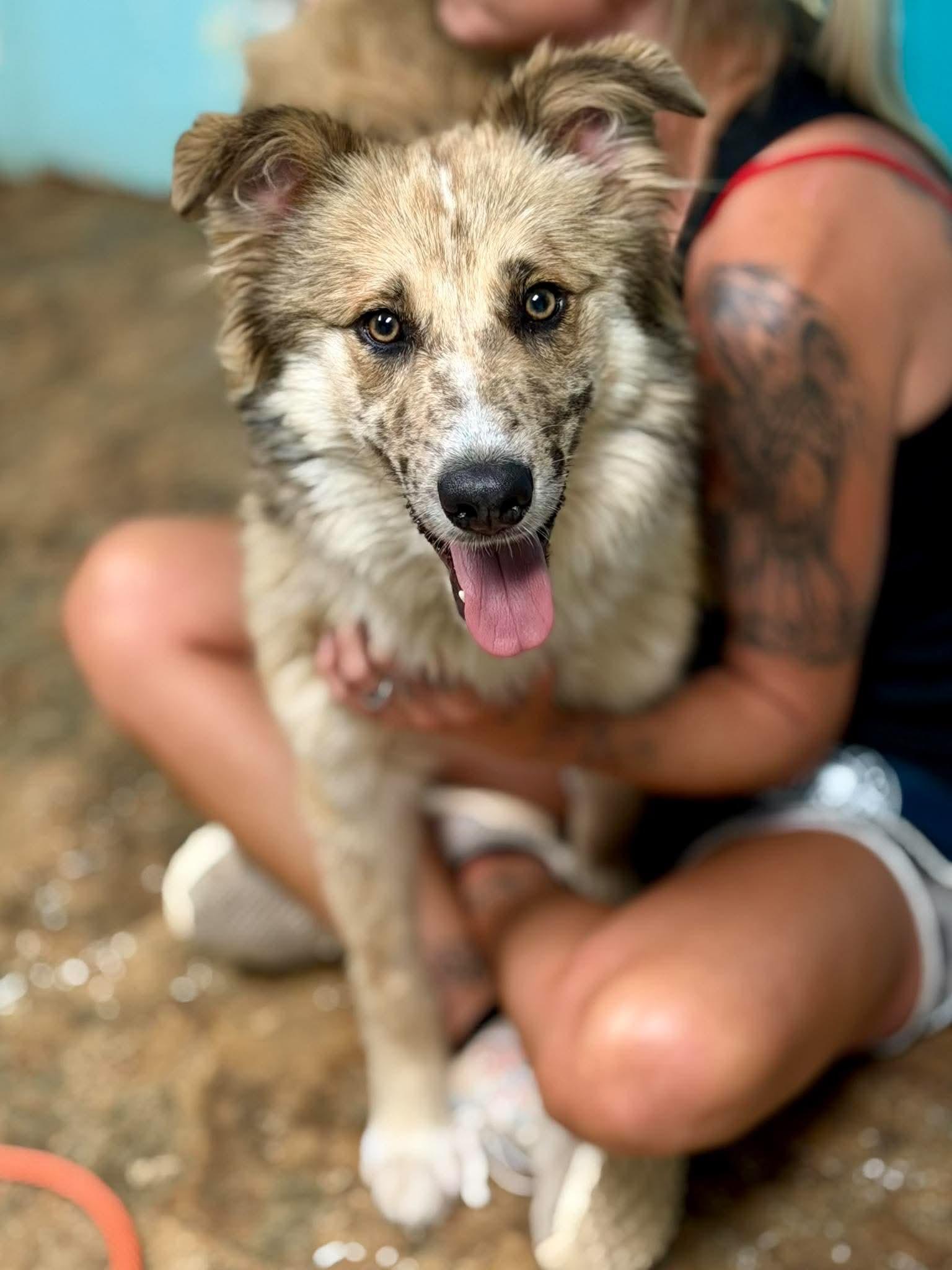 Enlarge Calista, a ADOPTABLE mixed breed in Brunswick, ME image 1/1
