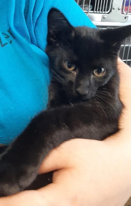 Enlarge Rootbeer, a Adoptable Domestic Short Hair in Georgetown, OH image 1/1