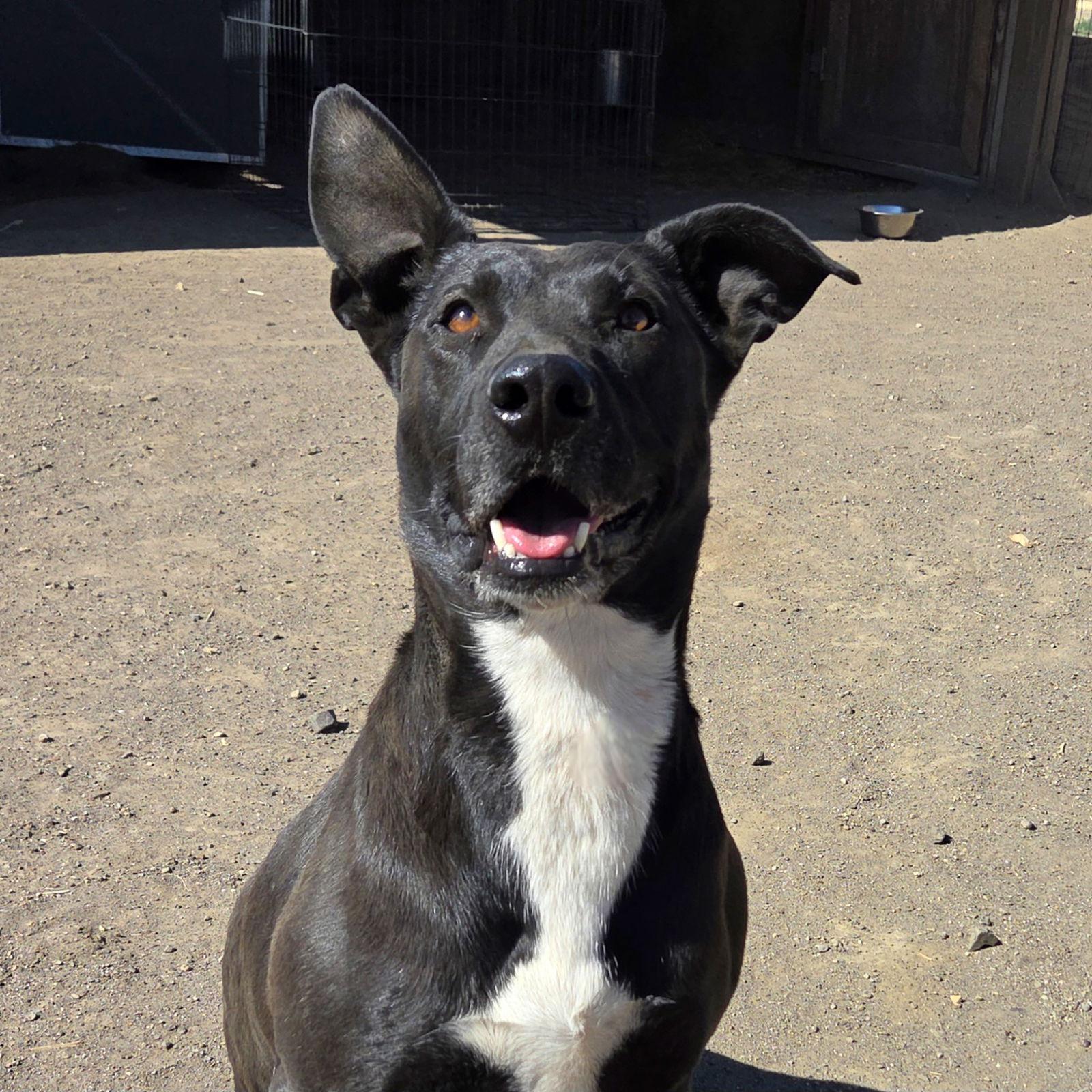 Enlarge Lydia, a Adoptable mixed breed in Yreka, CA image 1/3