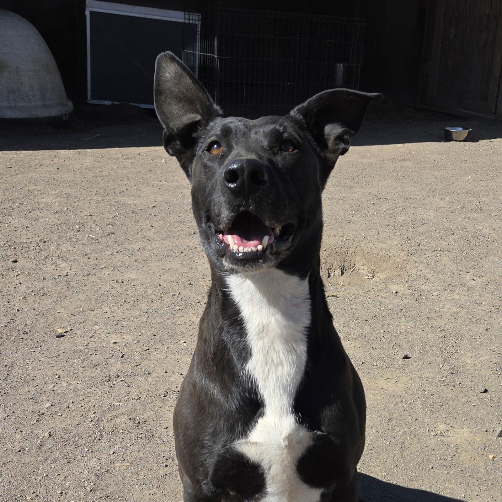 Enlarge Lydia, a Adoptable mixed breed in Yreka, CA image 2/3