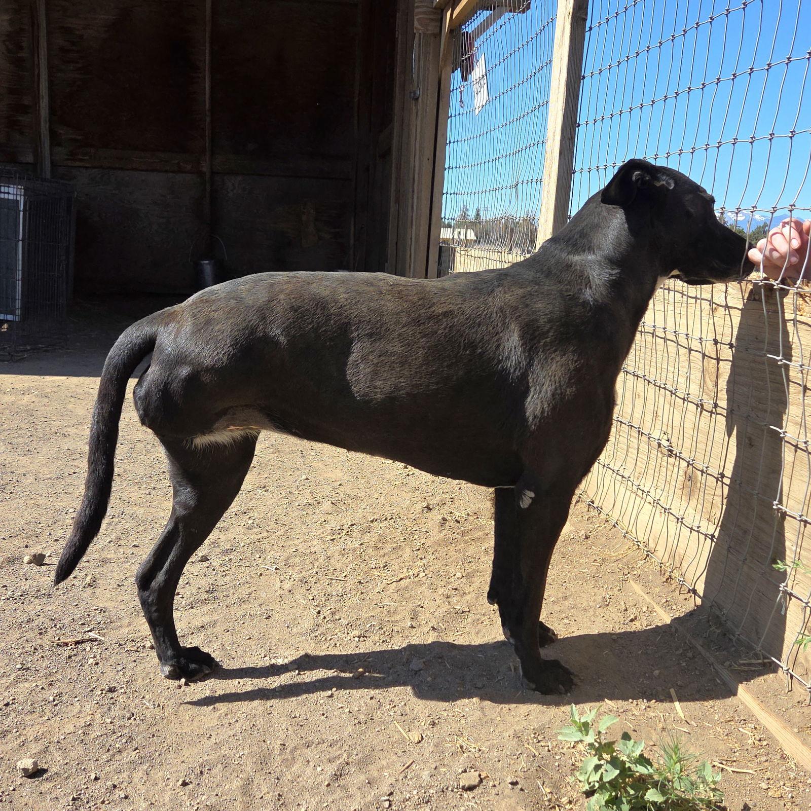 Enlarge Lydia, a Adoptable mixed breed in Yreka, CA image 3/3