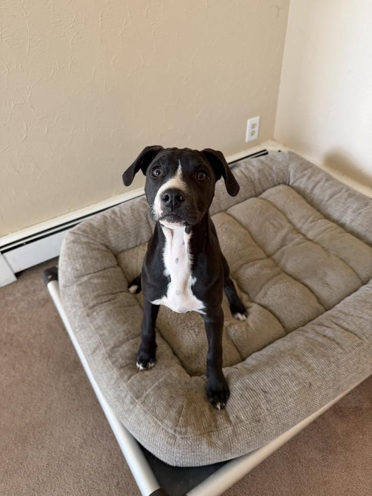 Arugula, Adoptable, Puppy Female Terrier.