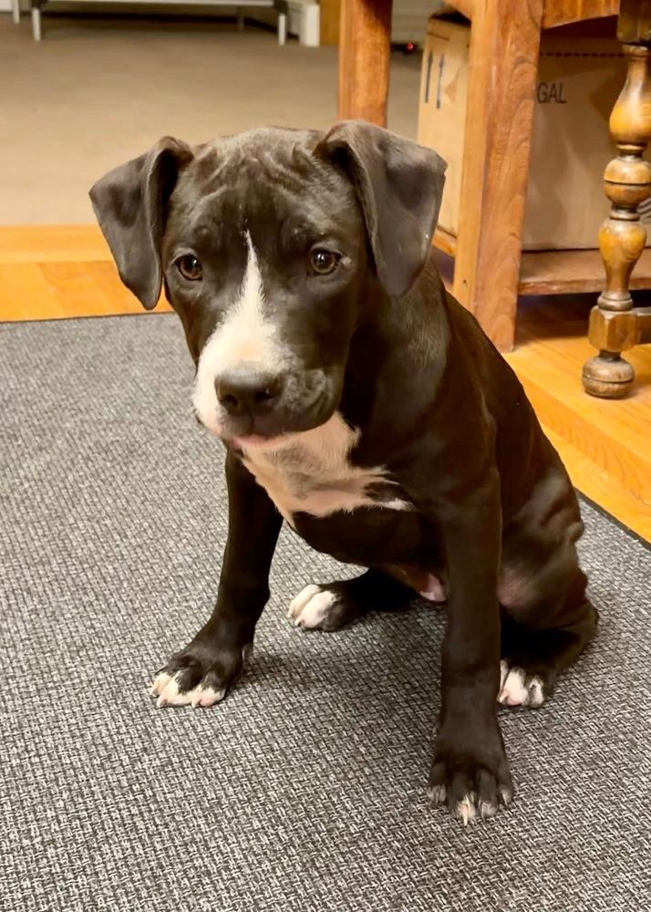 Arugula, Adoptable, Puppy Female Terrier.