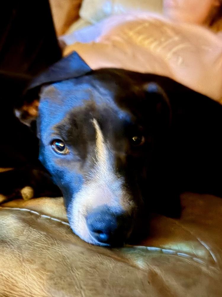 Enlarge Arugula, a Adoptable mixed breed in Colorado Springs, CO image 3/6