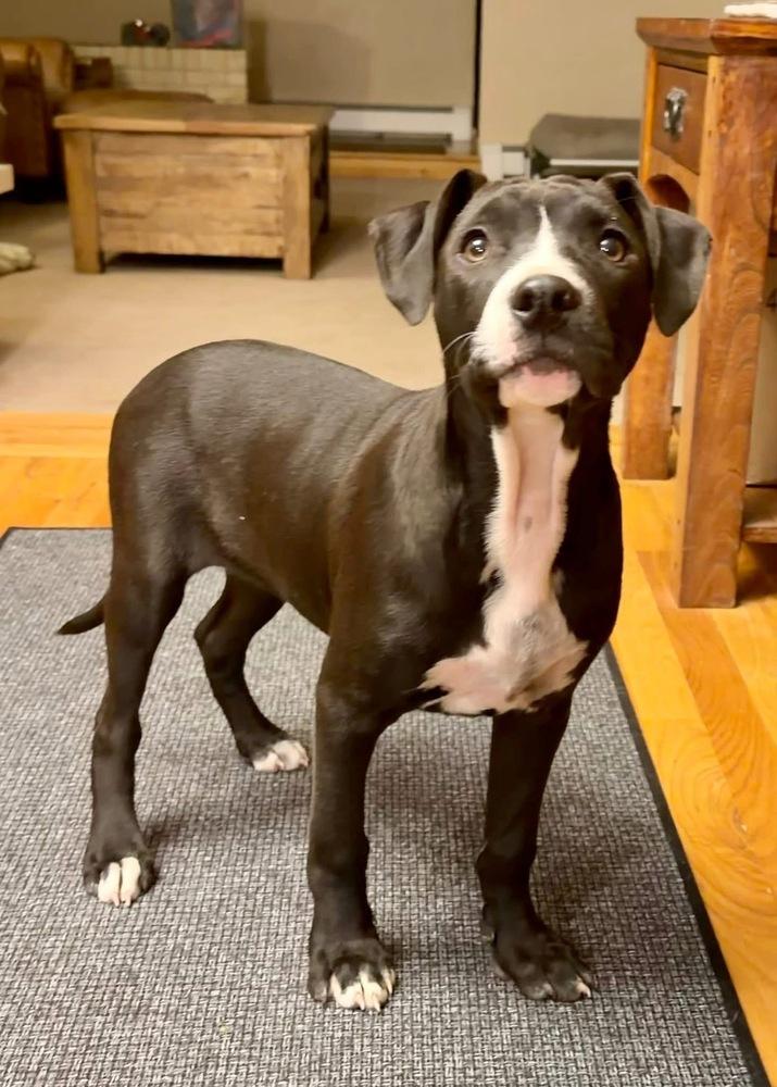 Enlarge Arugula, a Adoptable mixed breed in Colorado Springs, CO image 2/3