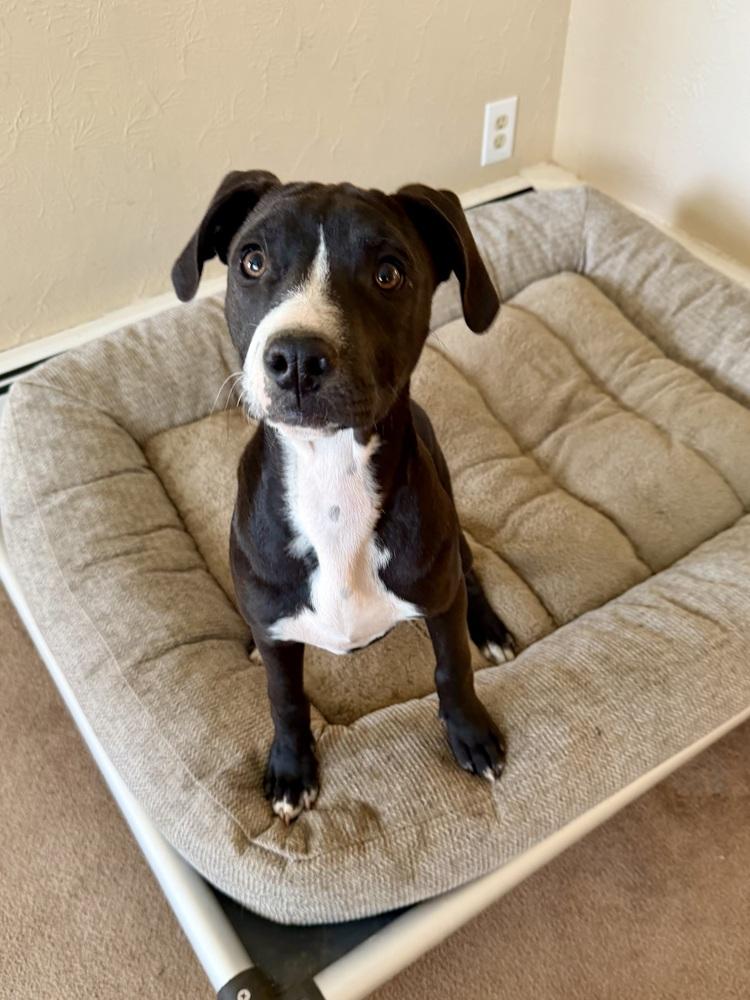Enlarge Arugula, a Adoptable mixed breed in Colorado Springs, CO image 6/6
