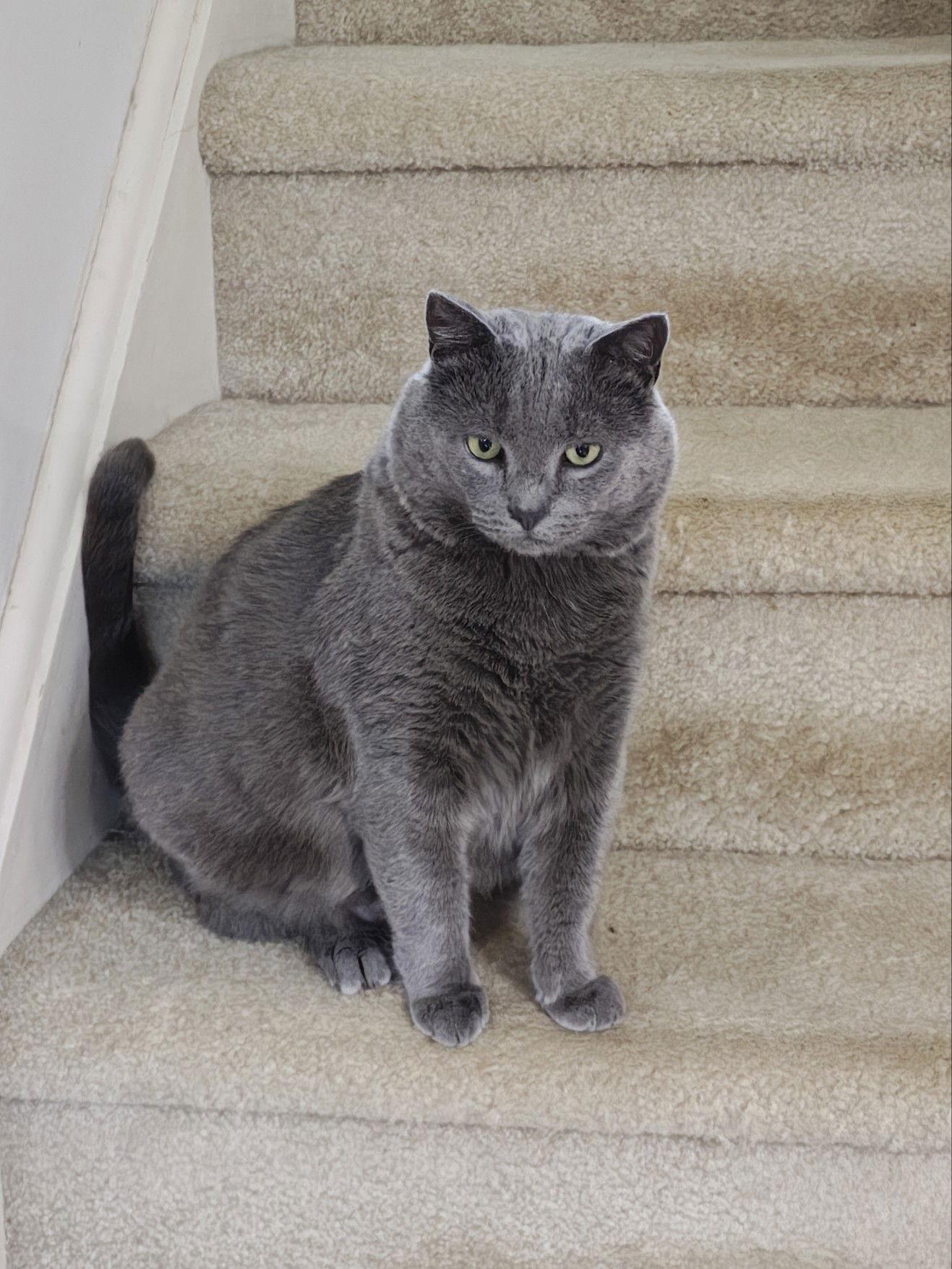 Smokey*, Adoptable, Adult Male Domestic Short Hair.
