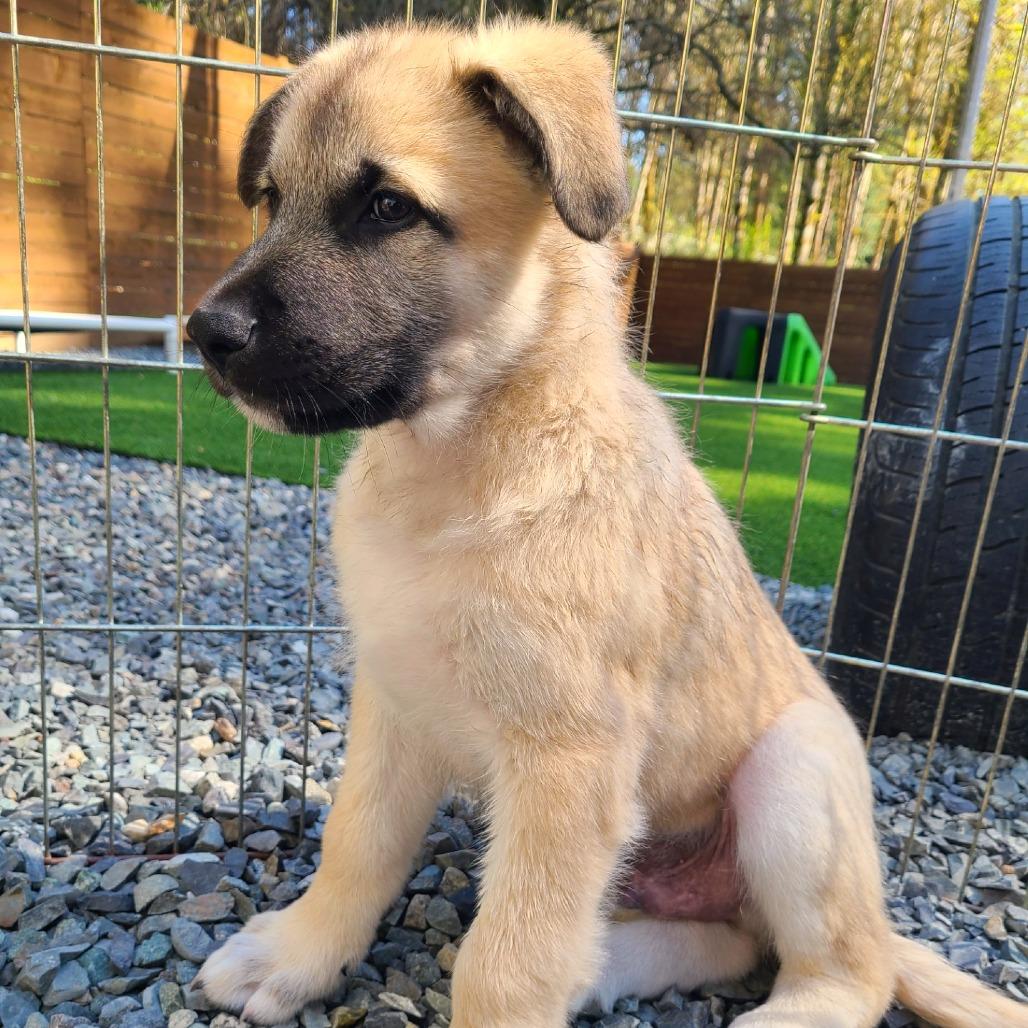 Enlarge Caramel, a Adoptable mixed breed in Woodinville, WA image 1/4