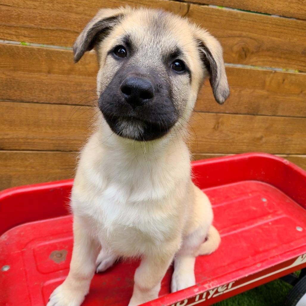 Enlarge Caramel, a Adoptable mixed breed in Woodinville, WA image 2/4