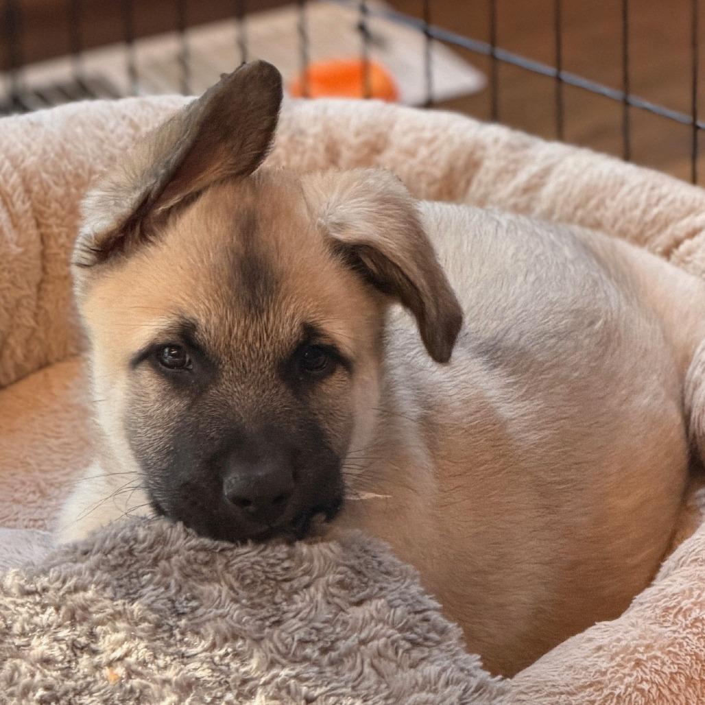 Enlarge Caramel, a Adoptable mixed breed in Woodinville, WA image 3/4