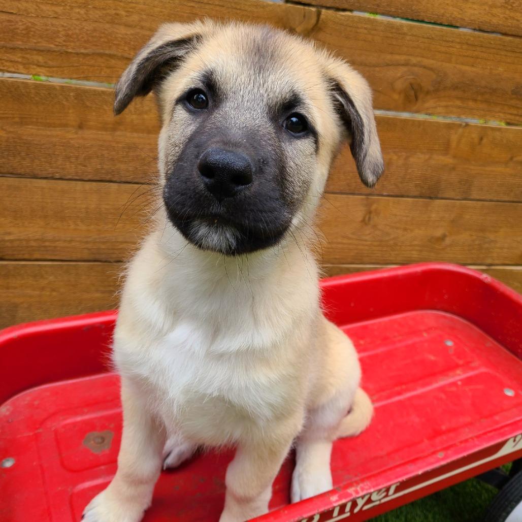 Enlarge Caramel, a Adoptable mixed breed in Woodinville, WA image 4/4