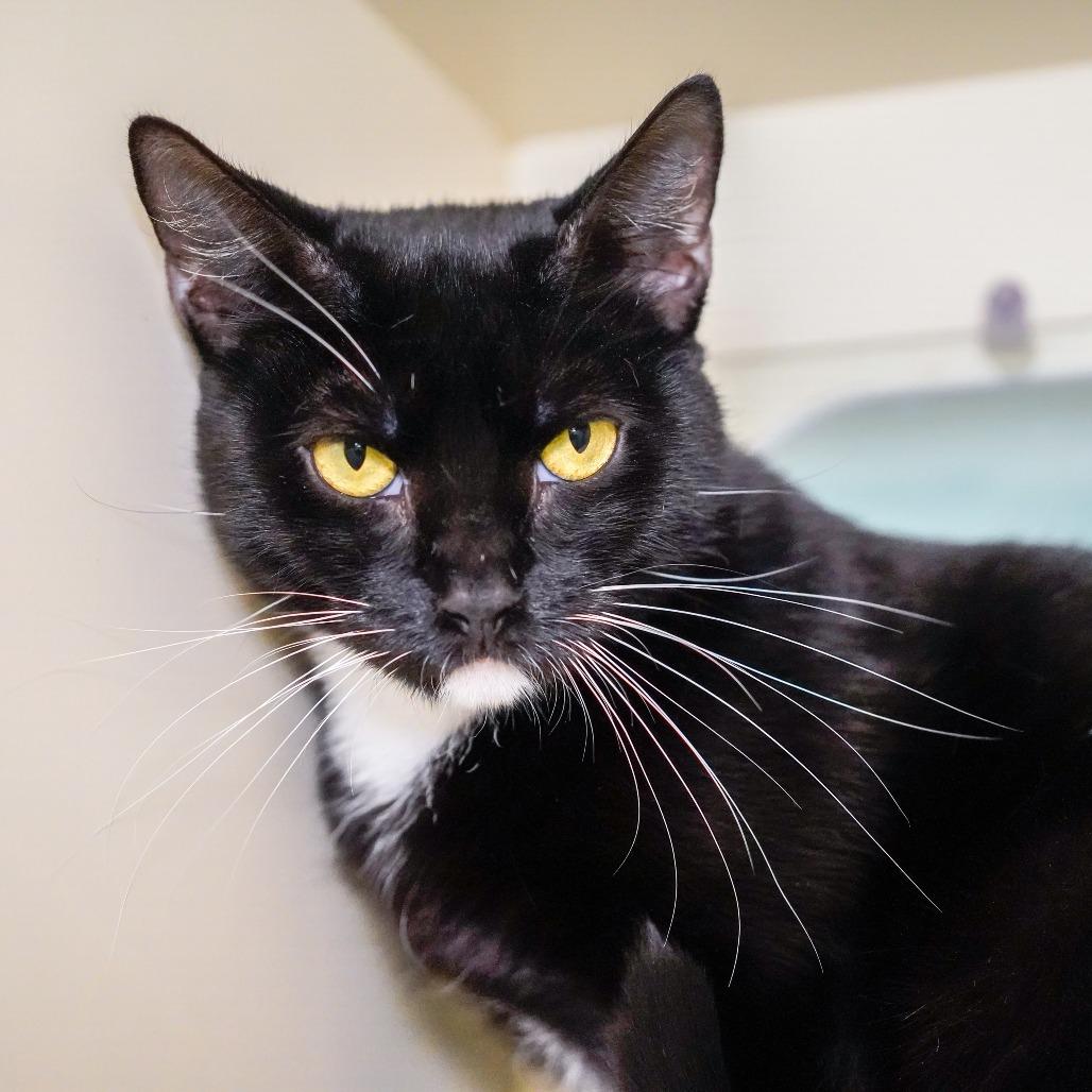 Befina, Adoptable, Adult Female Domestic Short Hair.