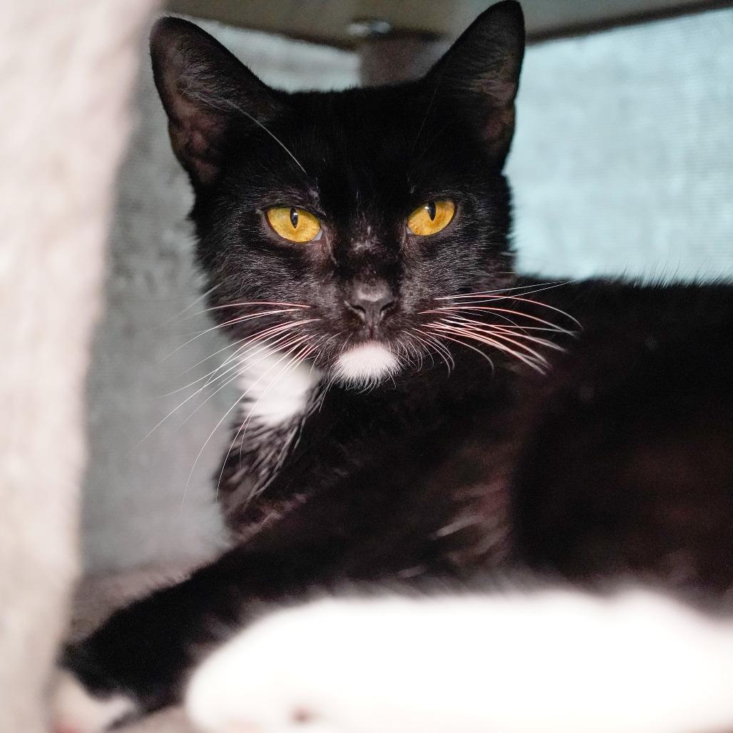 Enlarge Befina, a Adoptable Domestic Short Hair in Thomaston, ME image 2/2