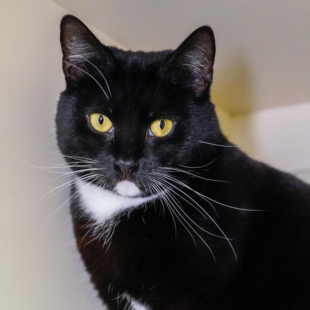 Enlarge Befina, a Adoptable Domestic Short Hair in Thomaston, ME image 2/2