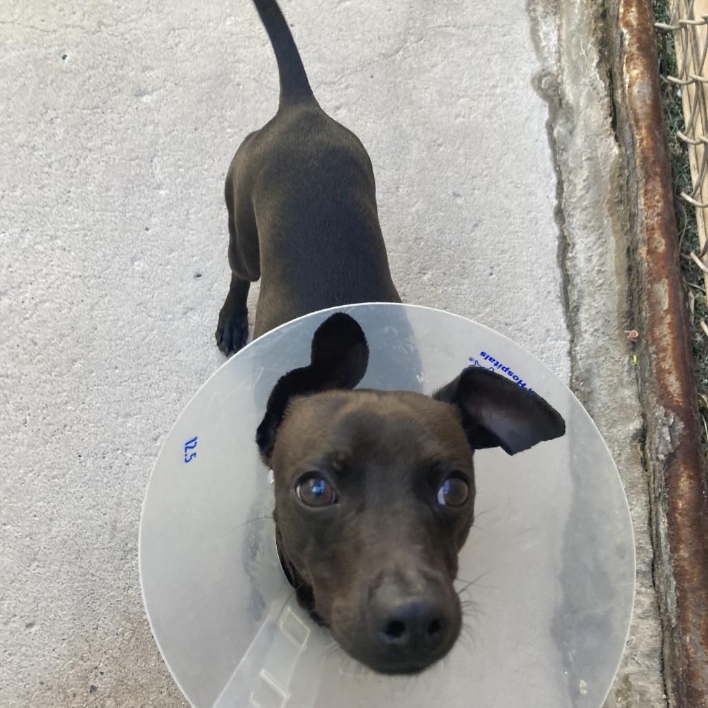 Magyk, Adoptable, Adult Male Chihuahua & Dachshund.
