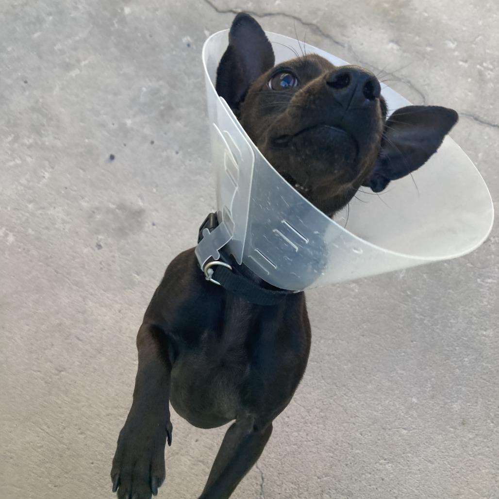 Magyk, a Adoptable mixed breed in Tempe, AZ image 2/5