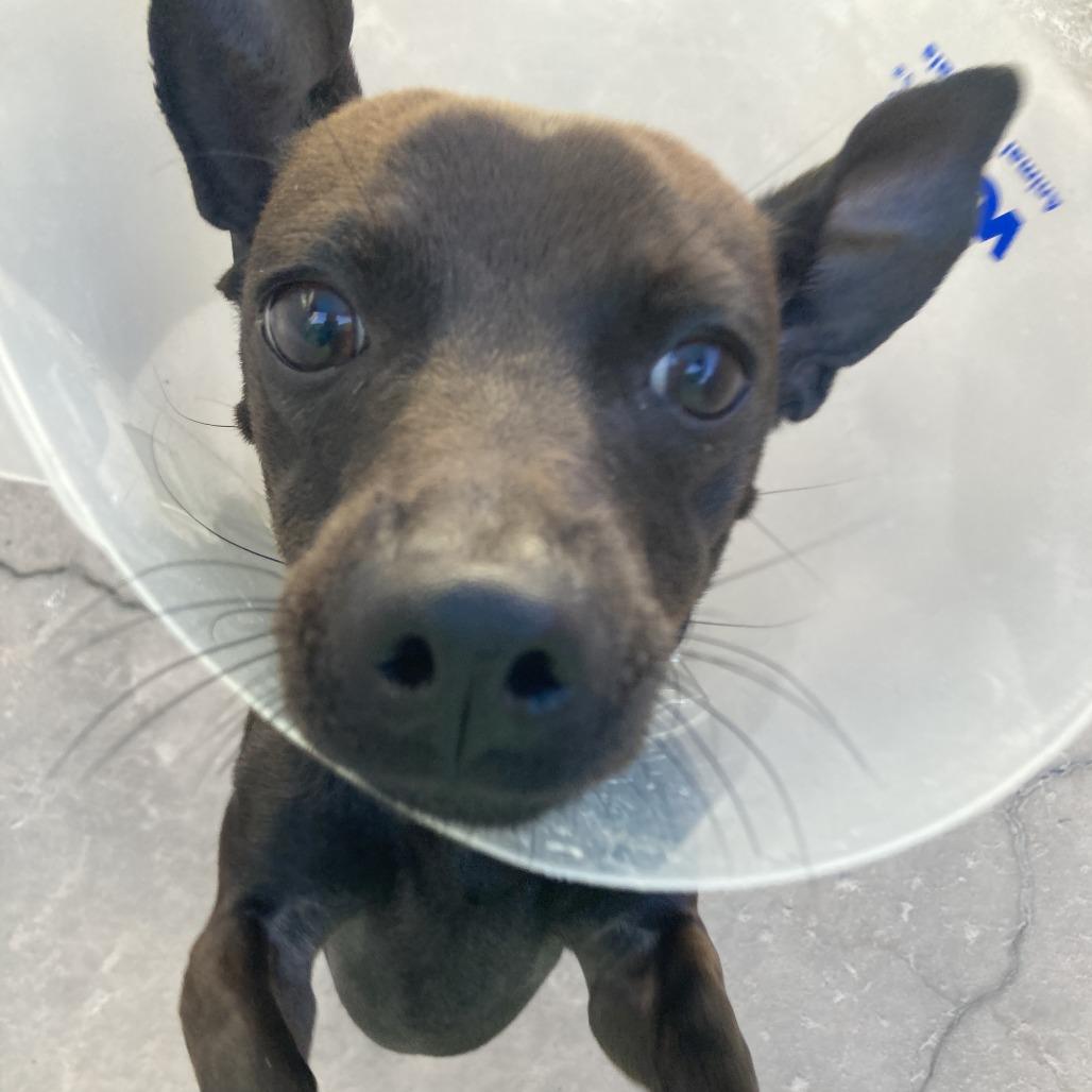 Magyk, a Adoptable mixed breed in Tempe, AZ image 4/5