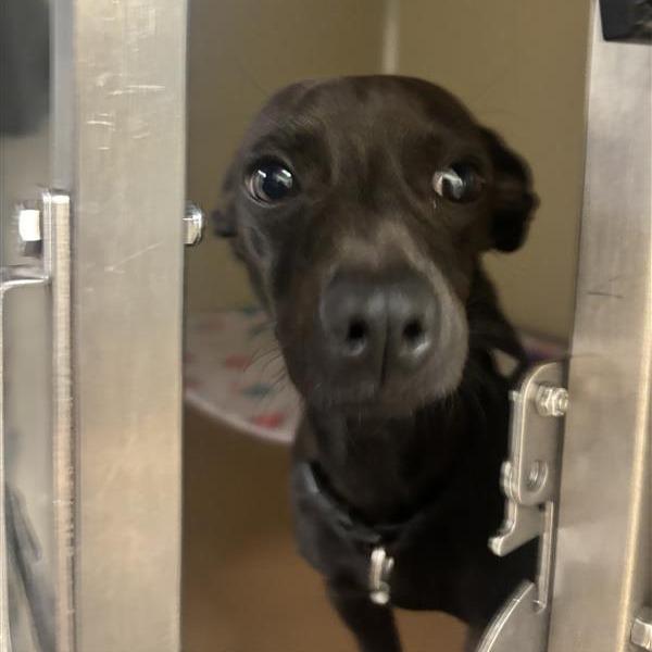 Magyk, a Adoptable mixed breed in Tempe, AZ image 5/5