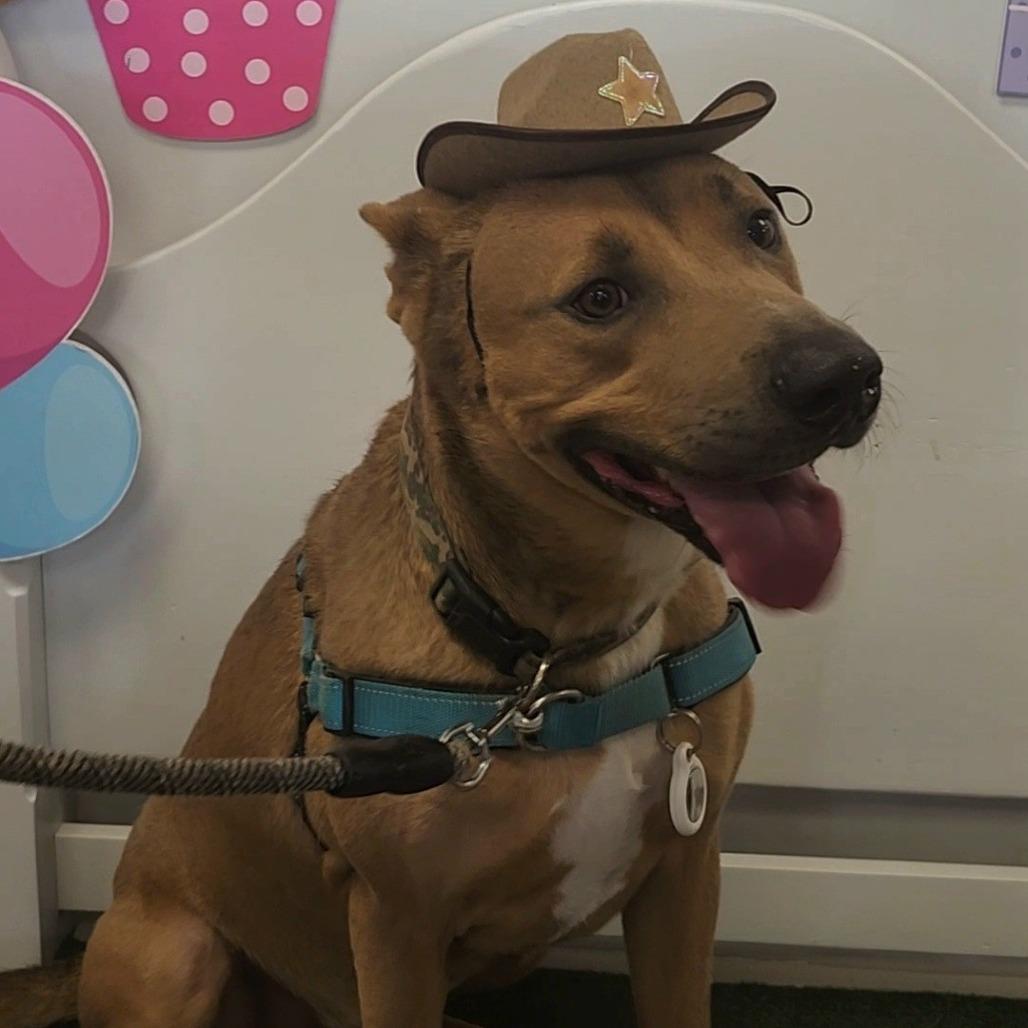 Moose, Adoptable, Adult Male Shepherd.