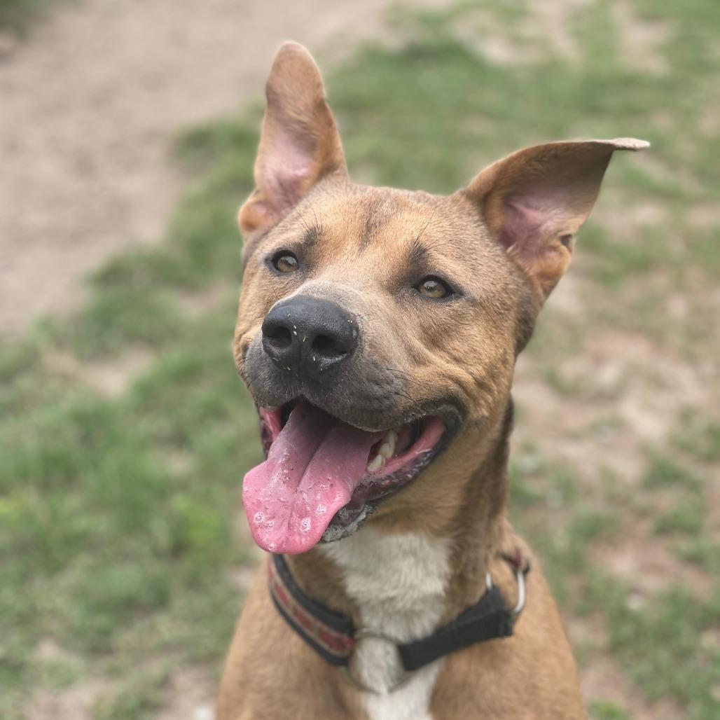 Moose, Adoptable, Adult Male Shepherd.