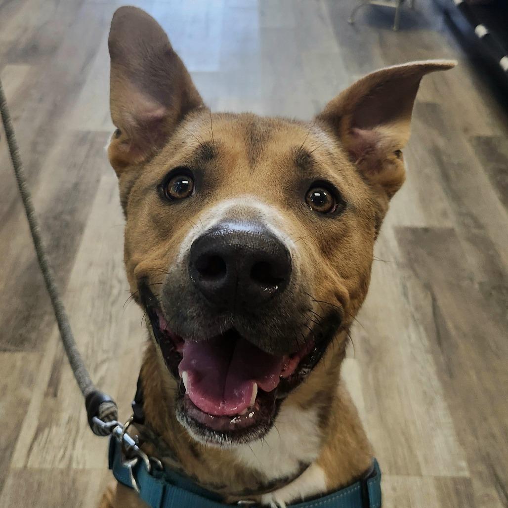 Moose, a Adoptable Shepherd in Lakeland, FL image 2/6