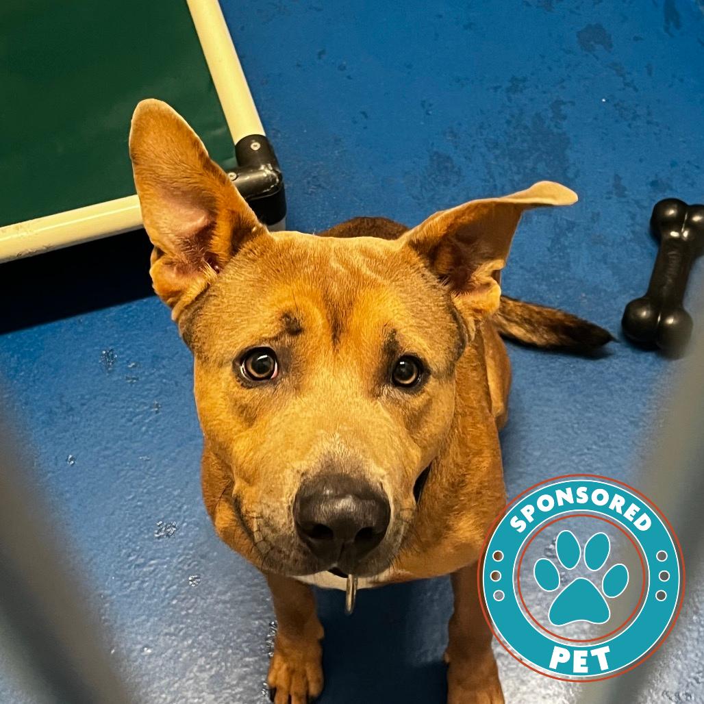 Moose, Adoptable, Young Male Shepherd.