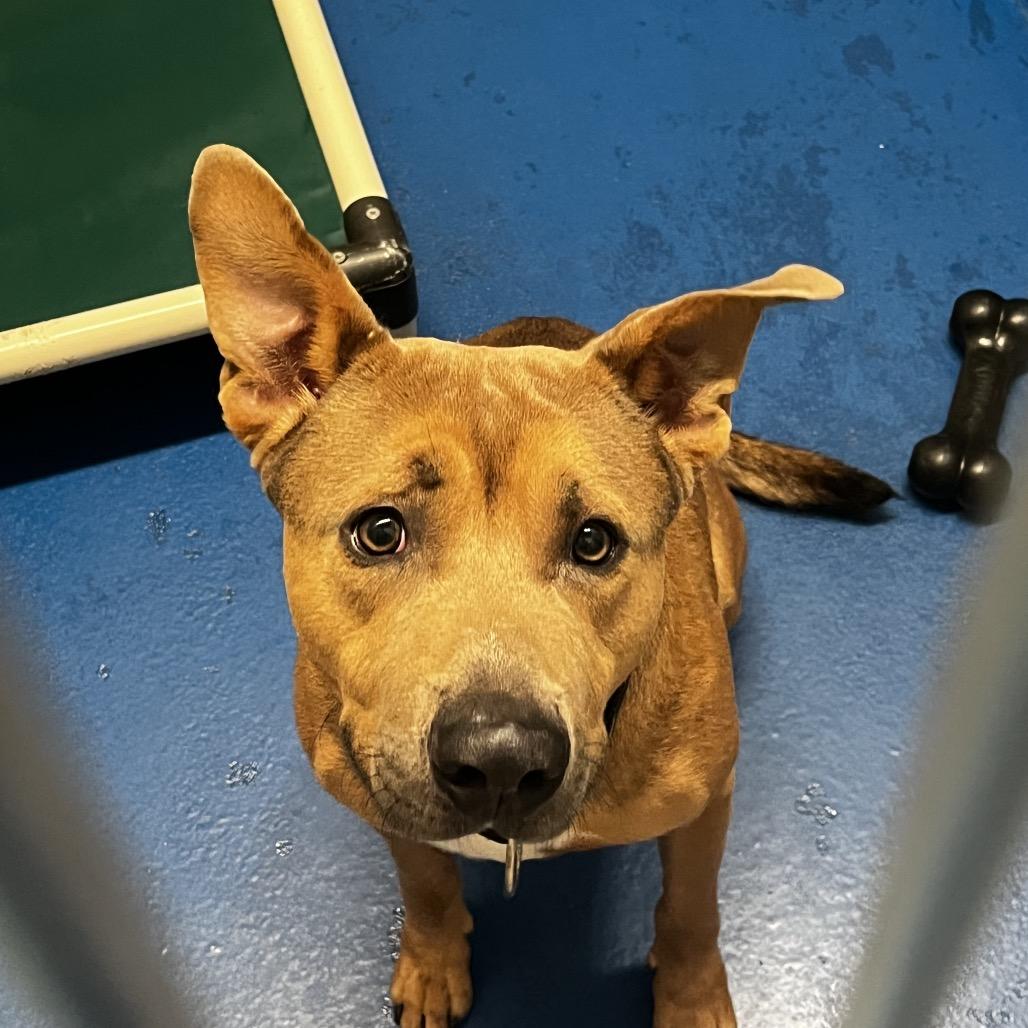 Enlarge Moose, a Adoptable Shepherd in Lakeland, FL image 1/1