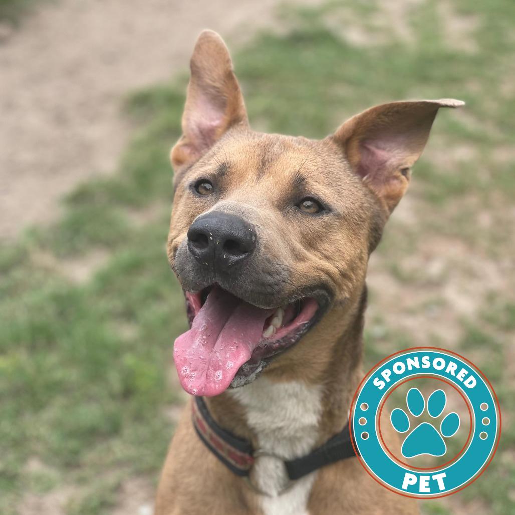 Enlarge Moose, a Adoptable Shepherd in Lakeland, FL image 4/6